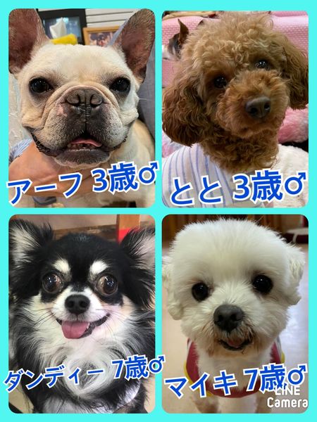 🐾今日の里親様募集中ワンコ🐶メンバーです🐾2022,5,29【保護犬カフェ天神橋店】